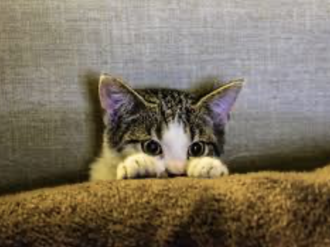 Scaredy Cats — PAWSibilities Animal Rescue Inc.